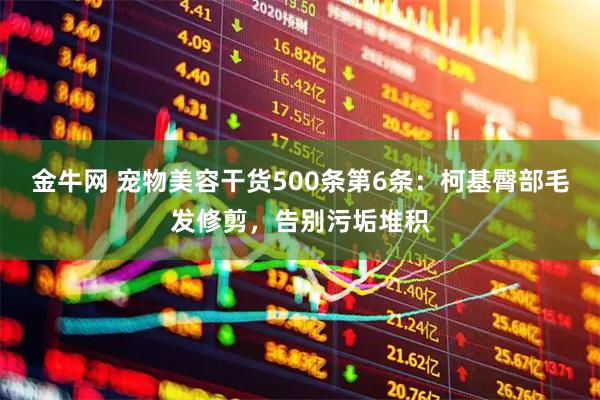 金牛网 宠物美容干货500条第6条：柯基臀部毛发修剪，告别污垢堆积